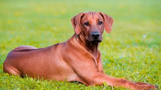 Todo sobre el quotRhodesian Ridgebackquot [upl. by Haya]