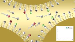 Ion pair chromatography [upl. by Ybrek]