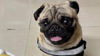 Would You WANT to Own a Pug Dog [upl. by Gaby860]