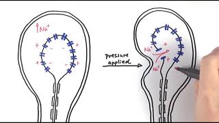 A2 Biology  Pacinian corpuscle OCR A Chapter 133 [upl. by Stretch6]