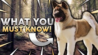 AKITA 101 Everything You Need To Know About Owning A Akita Puppy [upl. by Winthrop683]