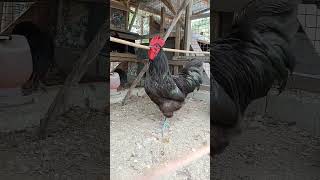 The Black Australorp Chicken [upl. by Dadivitan]