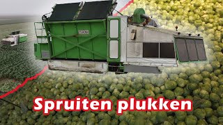 Spruiten plukken  Harvesting Brussels Sprouts with Tumoba SP4 in the Netherlands  Mts Knoop [upl. by Cahra731]