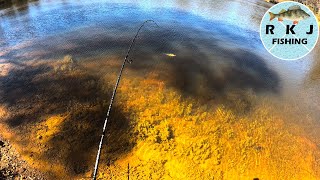 Dam fishing for BIG redfin perch [upl. by Anawaj]