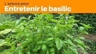 Entretenir le basilic  Astuce [upl. by Noived]