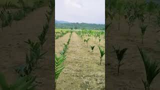 BETEL NUT 🌴🌴FARMING PROCESS [upl. by Gehlbach]