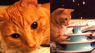 🐱🐱 SWEET THE ORANGE CAT PLAYS WITH BALL TOY 🔵 🐈 [upl. by Tidwell]