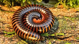 Archispirostreptus gigas Giant African Millipede Closeup [upl. by Nevet405]