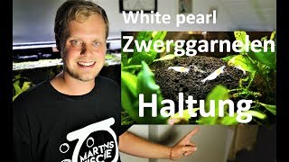 Zwerggarnelen quotWhite Pearlquot  Haltung und Vermehrung [upl. by Leakcim]