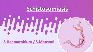 Schistosomiasis  SHaematobium  SMansoni [upl. by Adila114]