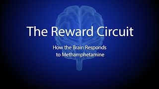 The Reward Circuit How the Brain Responds to Methamphetamine [upl. by Adnolor]