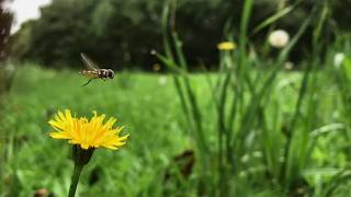 Macadamia Orchard Biodiversity HOVERFLY [upl. by Leicester]