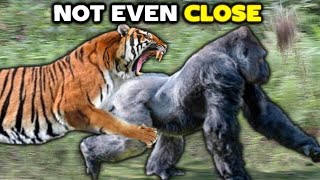 TIGER vs GORILLA  Not Even Close [upl. by Gaskin]