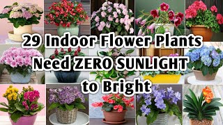 29 Indoor Flowering Plants  Best Indoor Flowering Plants with Identification  Plant and Planting [upl. by Misty202]