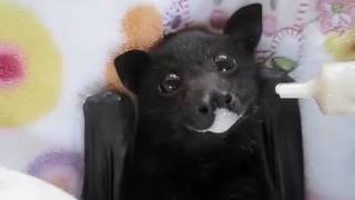 Questo pipistrello vi ruberÃ il cuore [upl. by Pogah]