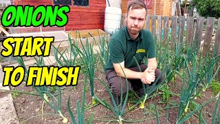 How to Grow Onions UK From Sets to Harvest [upl. by Adam571]