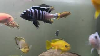 Cynotilapia sp zebra deep vs Metriaclima pyrsonotos [upl. by Ynnoj]