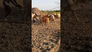 ploughing with bulls by farmer  bull ploughing the field cow ploughing the field ox ploughing field [upl. by Gimble]