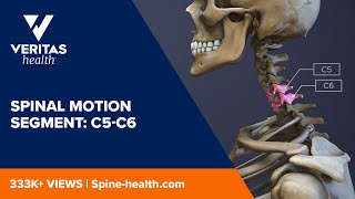 Spinal Motion Segment C5C6 [upl. by Harper]