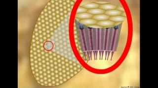 Insect Vision Ommatidium Structure and Function [upl. by Twedy]