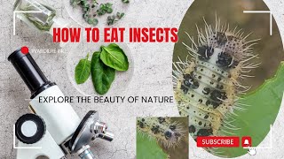 how insects eat 😋 leafkeda makoda khana kase khate hai and also listening quran [upl. by Ymarej222]