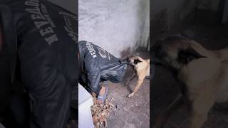 कुत्ते ने बचाई जान dogs shorts dogshorts funnyshortsvideo [upl. by Anailuy]