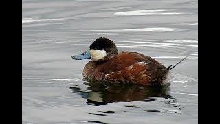 Wildlife at the Central Park Reservoir [upl. by Amaryl]