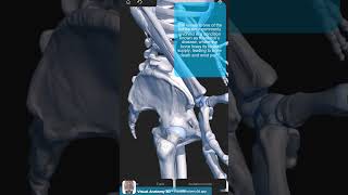 Visual Anatomy 3D  Facts about the Lunate bone [upl. by Iblehs]