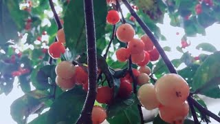 Lololikka Achar  Lololikka  Kerala Sour Fruits  Lubikka  Lovelolikka [upl. by Indihar189]