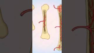 Formación Osea y Crecimiento Oseo [upl. by Eisseb]