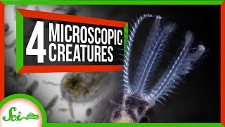 4 Creatures You Can See With Your Own Microscope [upl. by Sibylla]