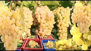 How to Make for Grapes  Thompson Seedless Grapes Harvesting  Wine Grapes  Grapes Variety [upl. by Artair]