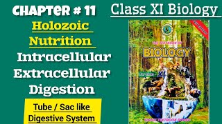 Intracellular and Extracellular Digestion Tube like and Sac like Digestive System Chap11Class XI [upl. by Anestassia]