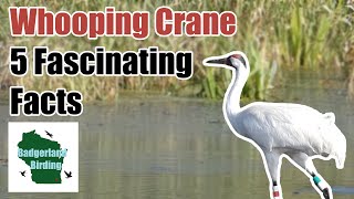 Whooping Crane 5 Fascinating Facts [upl. by Mcdade]