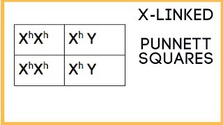 Xlinked Inheritance and Punnett Squares [upl. by Lally]