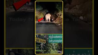 Sathyamangalam Elephant  Sathyamangalam Forest  Tiruchendur Elephant Issue  Elephant  shorts [upl. by Notrem]