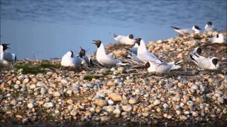 Black Headed Gull Colony  Very Noisy Birds [upl. by Ennaxxor]