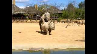 accoppiamento di rinoceronti al bioparco di valencia [upl. by Tunk539]