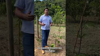 🍋🌱Você sabe o porque de escolher mudas altas para o maracujazeiro agro agricultura maracuja [upl. by Eenad]