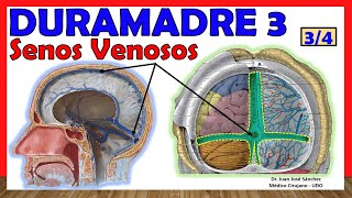 🥇DURAMADRE 34 SENOS VENOSOS ¡Explicación Fácil y Sencilla [upl. by Namwen816]