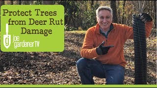 How to Protect Trees from Deer Rut Damage [upl. by Teuton]