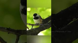 Chickadee enjoying a seed jimmybuffet cheeseburgerinparadise [upl. by Moyers]