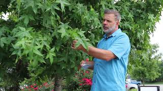 Sweetgum Liquidambar styraciflua  Plant Identification [upl. by Krug277]