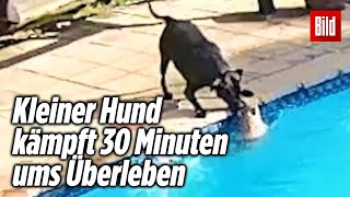 Hund rettet seinen Freund vor dem Ertrinken herzzerreißend 💔 [upl. by Stroud]