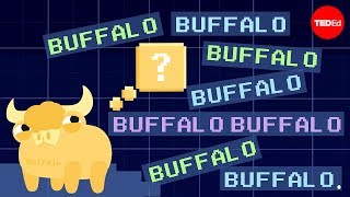 Buffalo buffalo buffalo Oneword sentences and how they work  Emma Bryce [upl. by Feucht441]