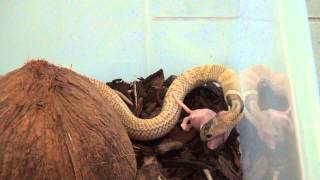 Naja kaouthia Monocled Cobra Morph Feeding [upl. by Johnathon]