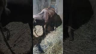 Emergency treatment of bloat in cow [upl. by Caputto]