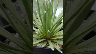 Agave albopilosa 🌱 fromseed plants greenhouse agave succulent [upl. by Noirod]