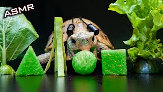 Satisfying ASMR Mukbang Eating GREEN FOOD 💚 Turtle Tortoise 156 [upl. by Anatnahs444]