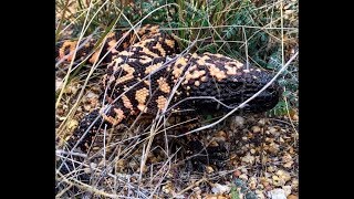 A friendly Gila Monster encounter  Tucson AZ [upl. by Fast]